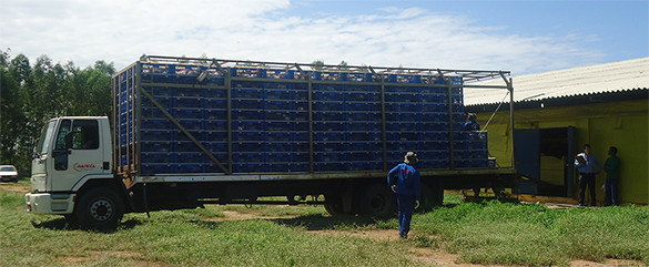 Caminhão da avícola Mauricéia carregado de frangos