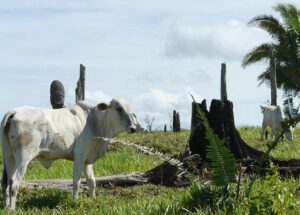 Limites da Amazônia se destacam por produção de gado associada a desmatamento ilegal (Foto: Verena Glass)