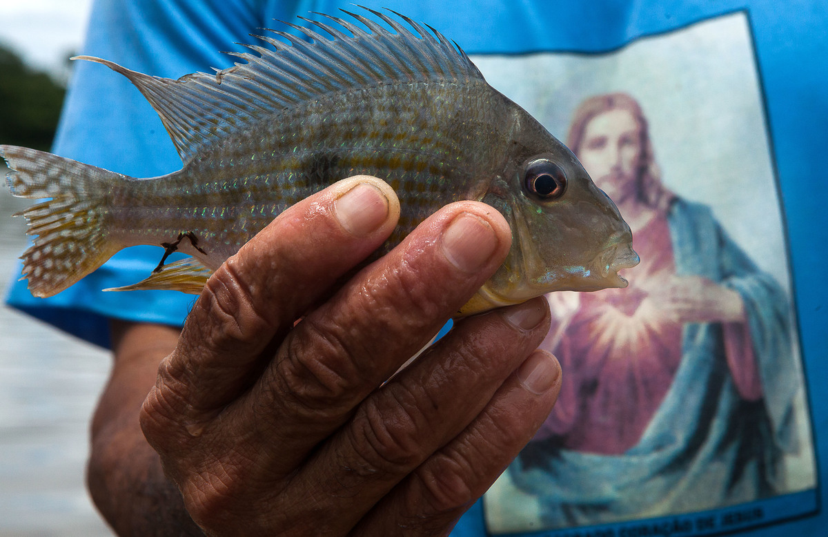 Pescador ornamental, seu Miga mostra o igapó onde encontra os peixes que vende para aquários . Foto: Lilo Clarete/Repórter Brasil