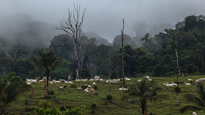 Na região do Tapajós, no Pará, sobe o tom contra lideranças rurais que não cedem aos interesses de madeireiros, garimpeiros e fazdendeiros. Fotografia: Lilo Clareto/Repórter Brasil