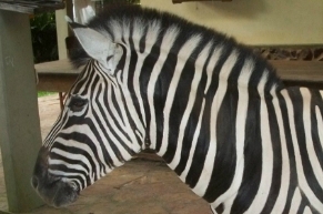 Zebra Vitória, da coleção de animais do Gilrassic Park (Foto: MTE)
