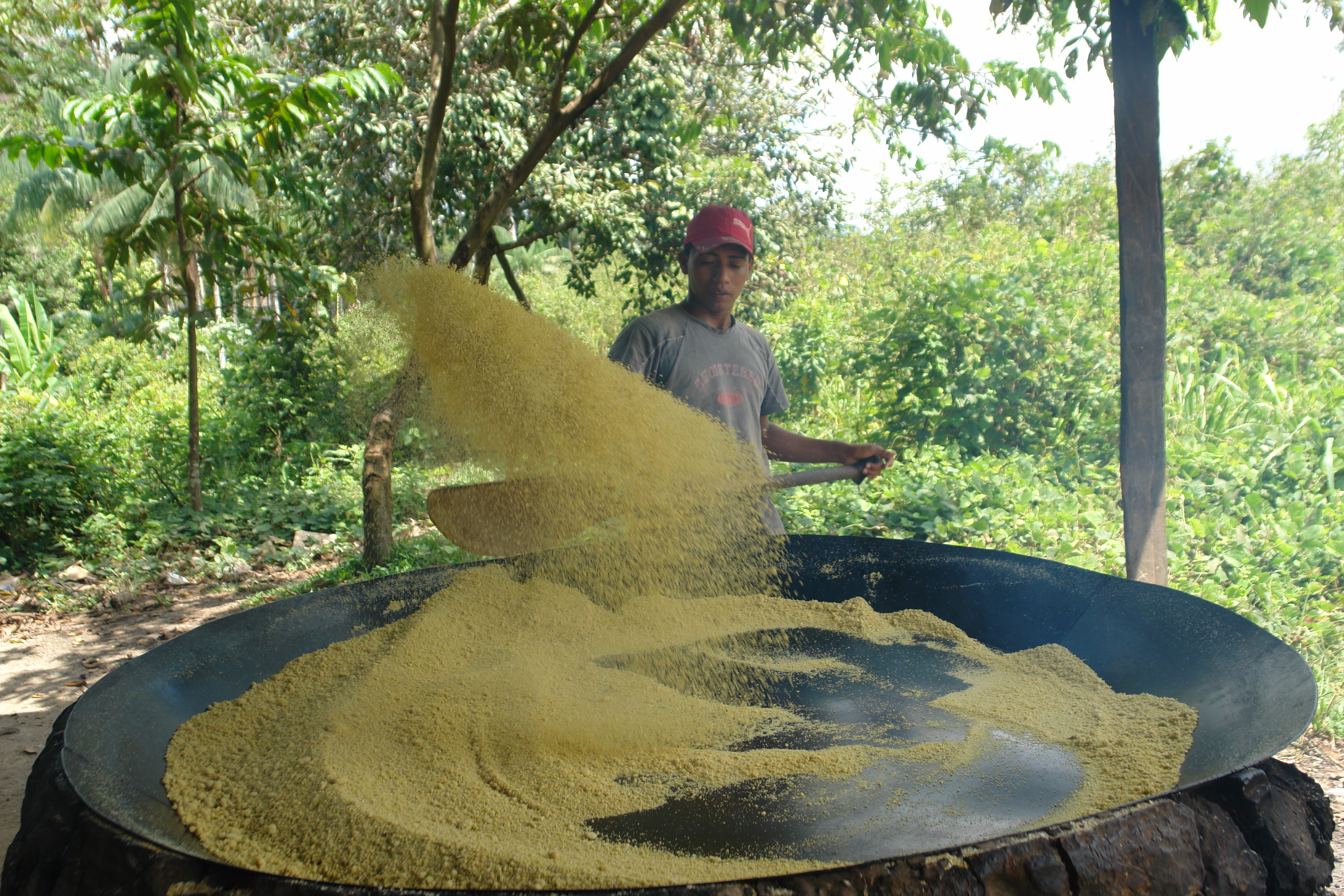 Dendê tem substituido roças; este ano, preço da farinha de mandioca foi o mais alto da história no Pará