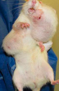 Rato desenvolveu câncer depois de ser alimentado por dois anos com milho tratado com herbicida RoundUp, da Monsanto (Foto: reprodução)