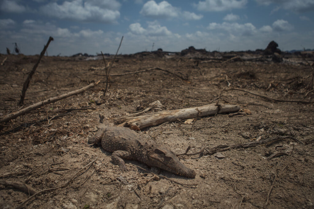 Jacaré encontrado no centro de uma ilha onde houve queimadas (Foto: Marcio Isensee e Sá)