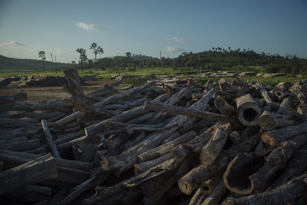Pátio de Belo Monte com toras abandonadas há tanto tempo que a vegetação estragou (Foto: Marcio Isensee e Sá)