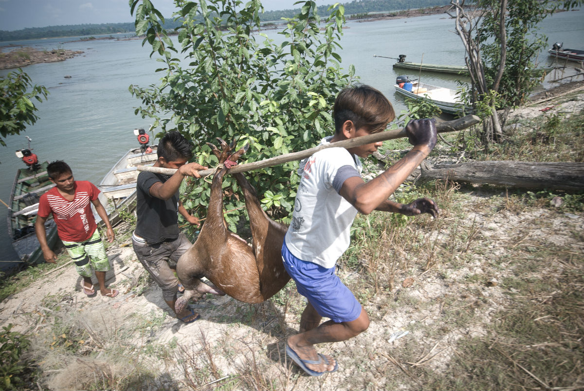 Jovens munduruku carregam animal que vai alimentar os participantes da assembleia. Os indígenas dependem da caça para sobrevivência (Foto: Anderson Barbosa / Fractures Collective)