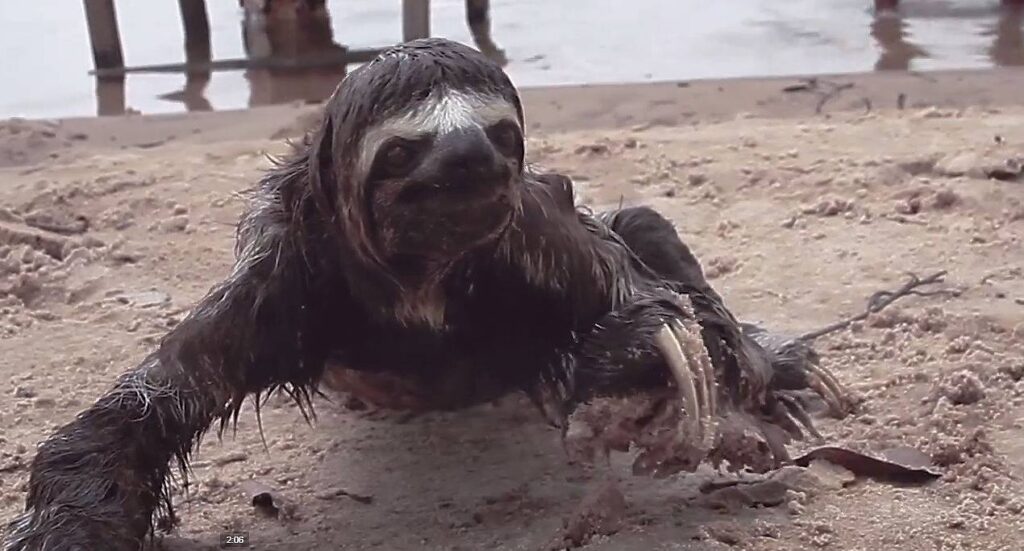 Nem todos animais foram recolhidos antes do desmatamento (Foto: Marcio Isensee e Sá)