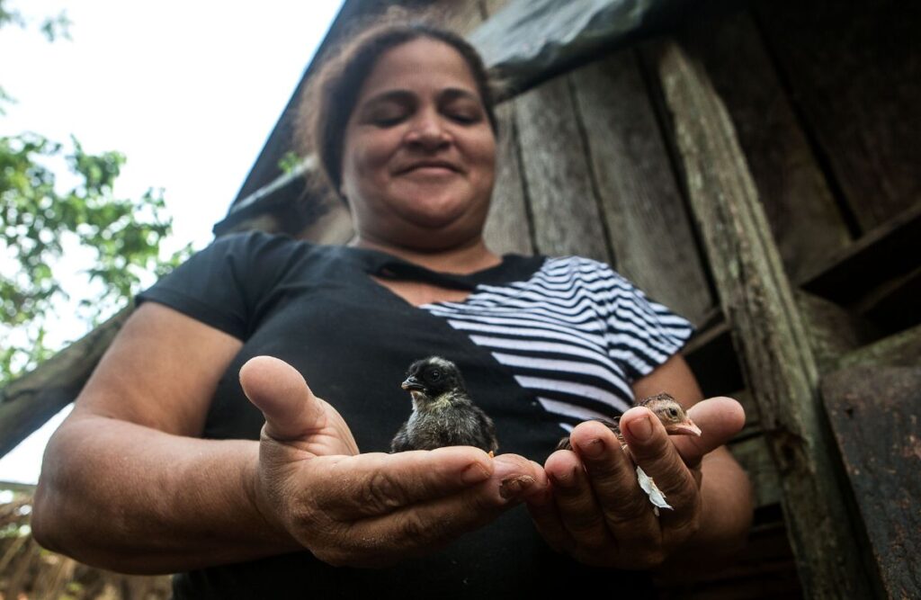 Osvalinda mostra sua criação de galinhas no quintal de casa. Defensora atuava em uma regão com áreas preservadas, como a Floresta Nacional do Trairão, a Reserva Extrativista Riozinho do Anfrísio e o Parque Nacional do Jamanxim (Foto: Lilo Clareto/Repórter Brasil)