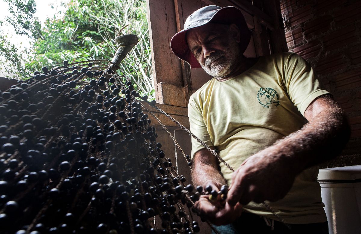 Com 64 anos, Seu Silva escala em poucos segundos o açaizeiro para colher a rama de açaí que, no Pará, é servida com a comida. Foto: Lilo Clareto/Repórter Brasil