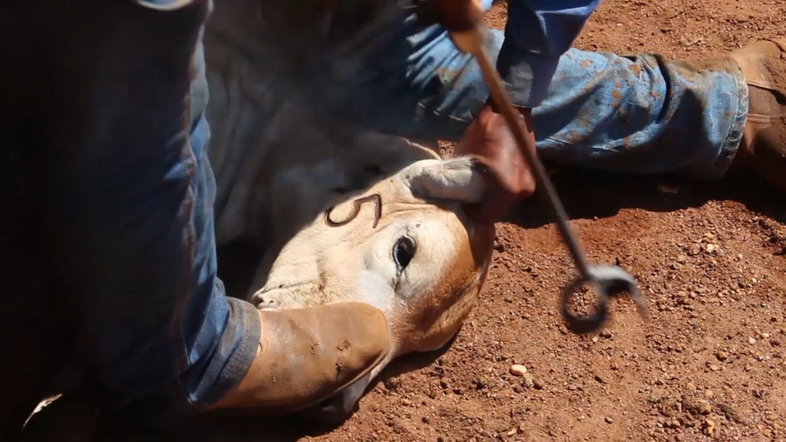 A worker steps on a calf's face to keep her still while branding her.