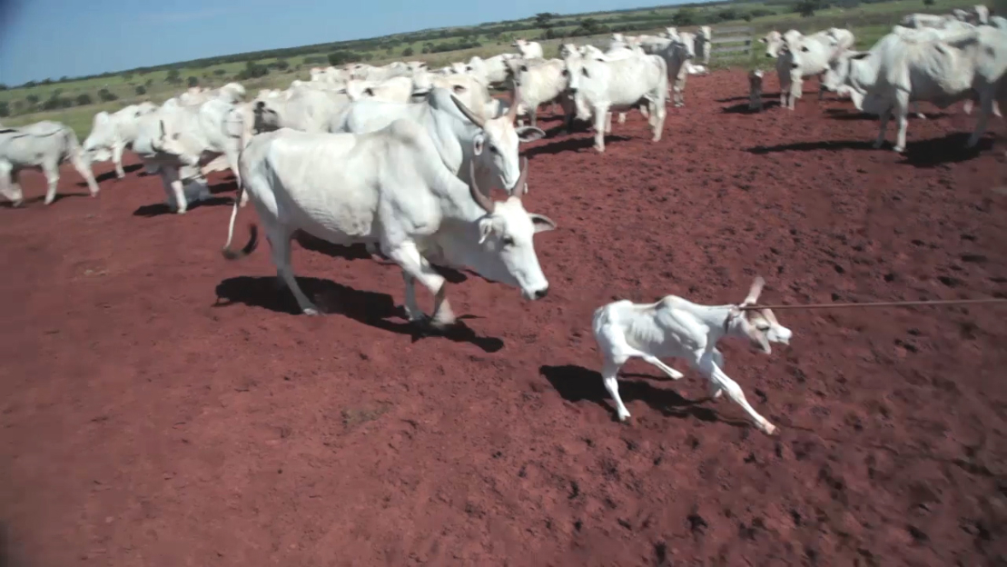A calf is lassoed and pulled away from her mother, who chases after her.