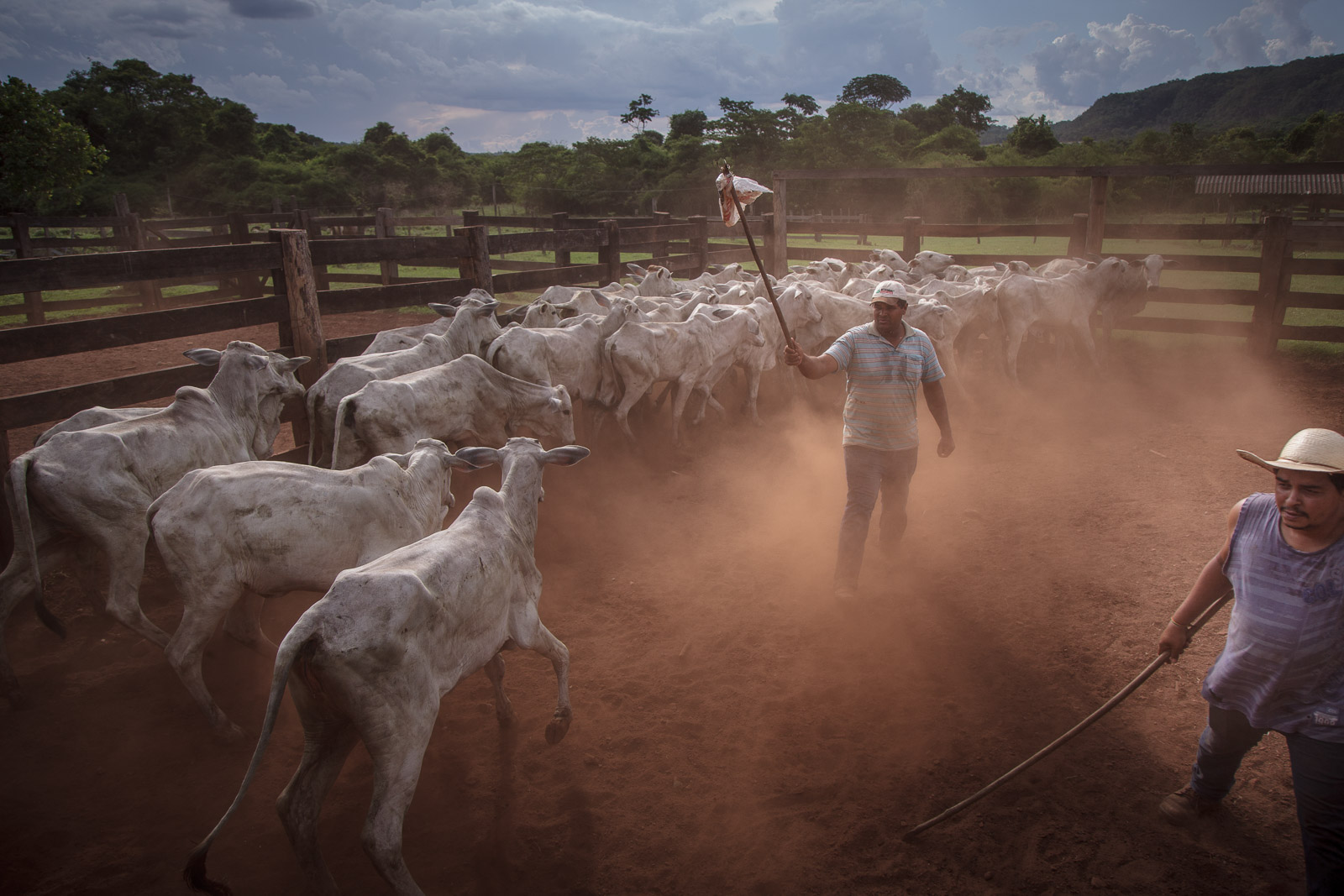 Vaqueiros separam gado dentro de curral em fazendo no sul do Mato Grosso. (Foto: Marcio Isensee e Sá)