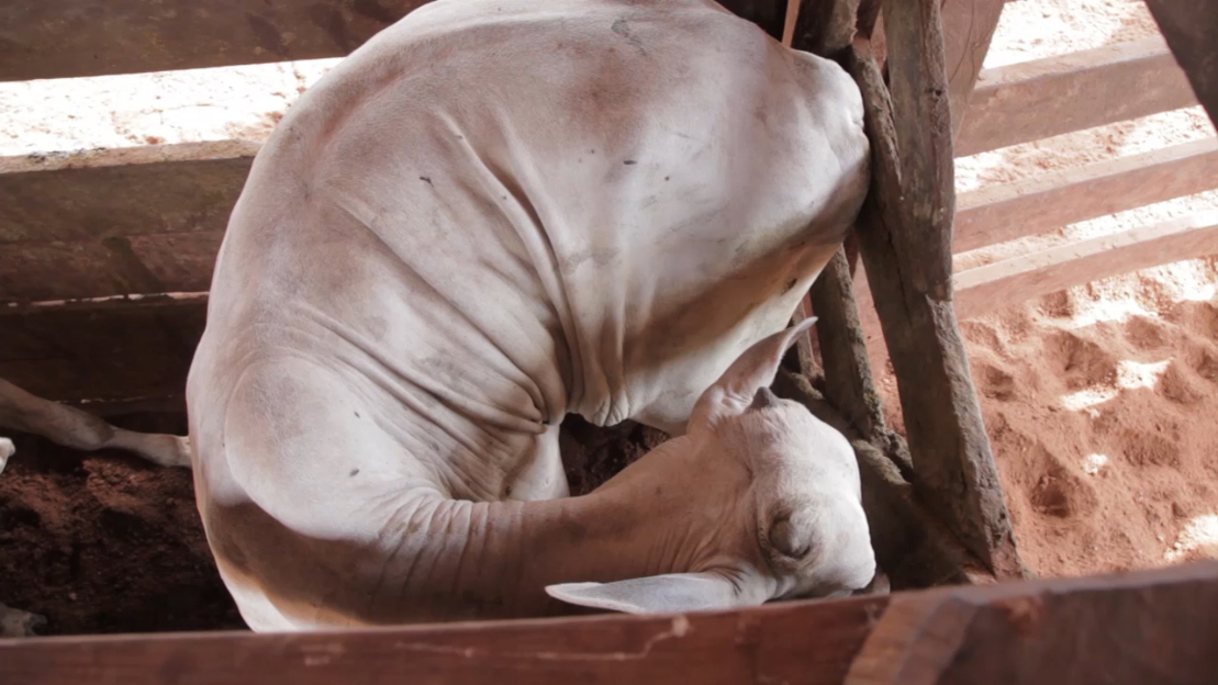 Gado fica preso em curral dentro de fazenda fornecedora da JBS. (Foto: Marcio Isensee e Sá)