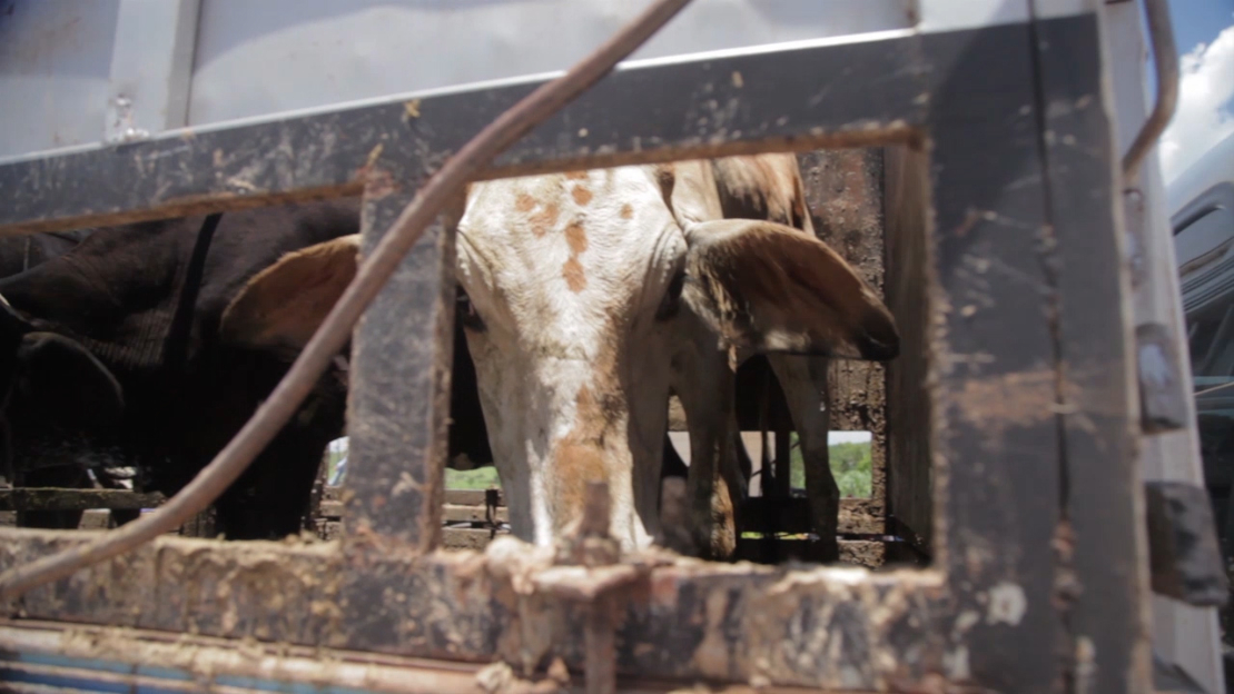 Bois são carregados entre fazendas dentro de caminhões sujos e apertados. (Foto: Marcio Isensee e Sá)