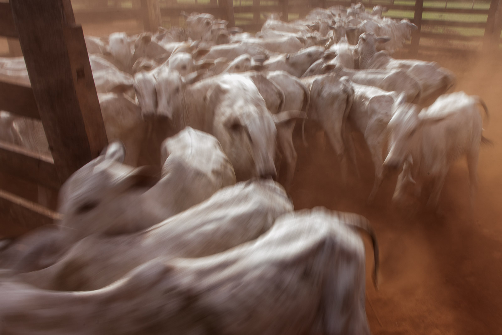 Vaqueiro no interior do Mato Grosso do Sul. (Foto: Marcio Isensee e Sá)