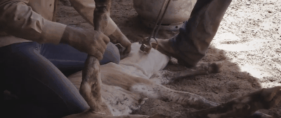 Bezerro sendo marcado