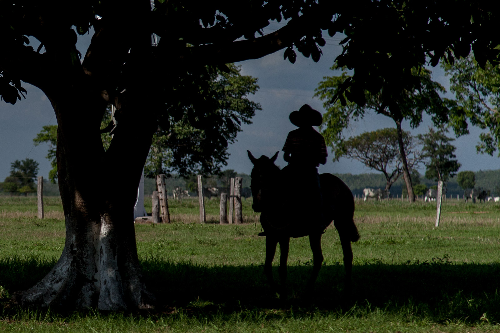 Vaqueiro no interior do Mato Grosso do Sul. (Foto: Marcio Isensee e Sá)