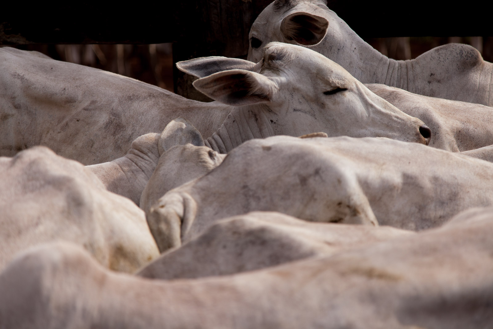 Curral acima da lotação máxima recomendada pelo Ministério da Agricultura. (Foto: Marcio Isensee e Sá)