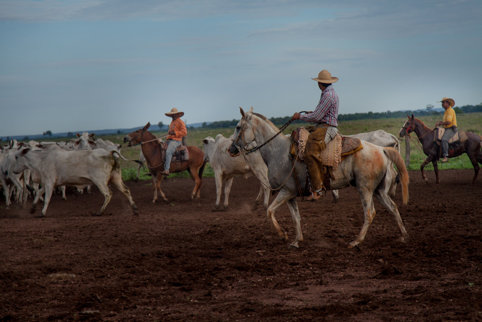 Gado é ‘tocado’ para curral em Barra do Garças, Mato Grosso. (Foto: Marcio Isensee e Sá)