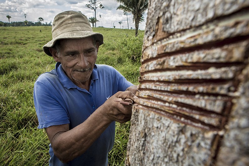 Dercy Teles on the popular movement of rubber tappers in Brazil