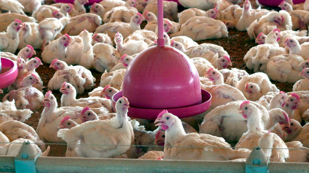 Vara do Trabalho de Soledade (RS) obriga JBS Aves a tomar 17 medidas contra trabalho escravo em granjas fornecedoras da companhia (Arquivo/Agência Brasil)