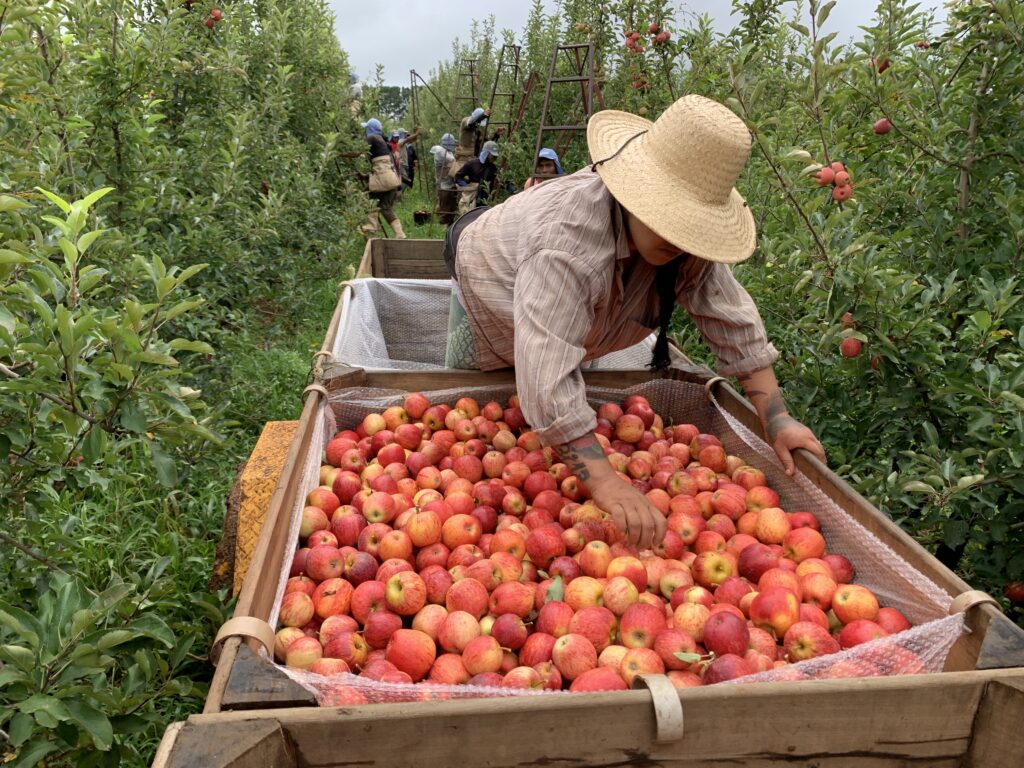Durante a safra, são colhidas as duas variedades mais comuns de maçãs, a gala e a fuji (Foto: Piero Locatelli/Repórter Brasil)