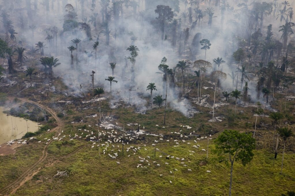 Segundo a ONG Earthsight, couro exportado para empresas italianas foi originado em curtume abastecido por frigorífico apontado como comprador de gado criado em áreas embargadas e terras indígenas (Foto: Daniel Beltrá/Greenpeace)