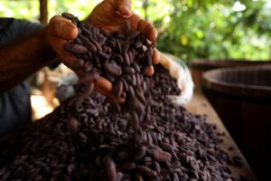 O MPT cobra a responsabilização de toda a cadeia produtiva do cacau, incluindo as indústrias que compram insumos de produtores rurais autuados por irregularidades (Foto: Sidney Oliveira/Agência Pará)