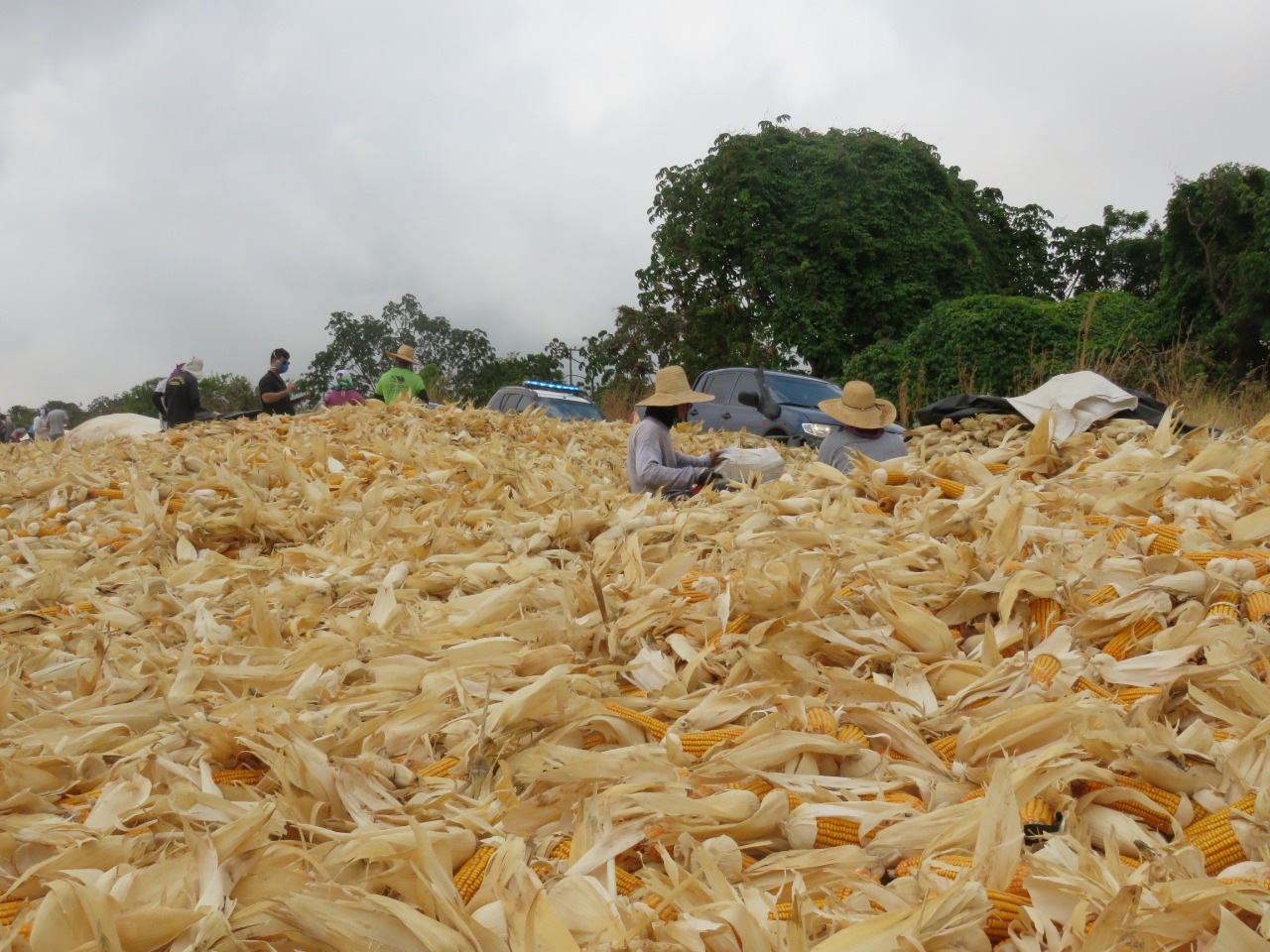 Trabalhadores separando a palha da espiga do milho (Foto: Grupo Especial de Fiscalização Móvel/Divulgação)