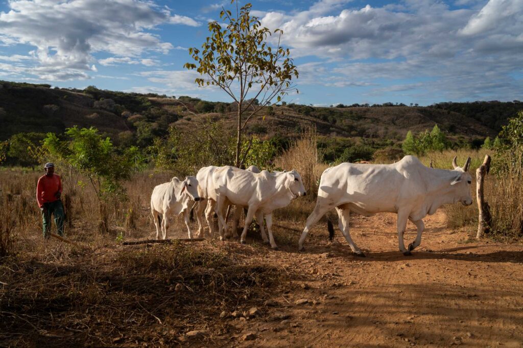 As áreas de pasto coletivo, uma das marcas das comunidades de Fundo e Fecho de Pasto, são distantes das vilas de moradores. É neste trajeto que as ameaças acontecem (Foto: Fernando Martinho /Repórter Brasil)