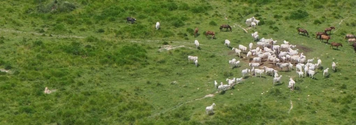 Compradores de gado na Amazônia adquirem carne de desmatamento
