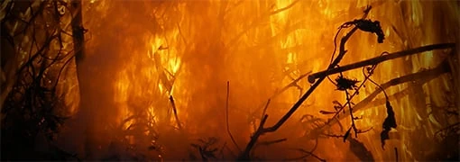 Amazônia em chamas: as grandes empresas por trás dos incêndios