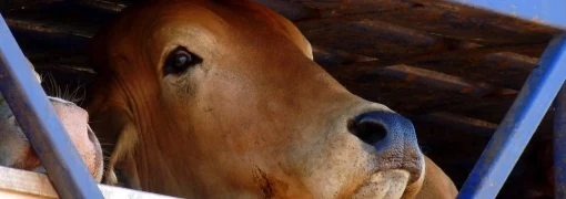 JBS transporta gado de desmatador e contraria política de preservação