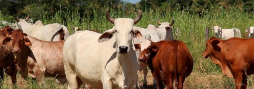 Fornecedores da JBS criam gado em áreas ilegais da Amazônia, diz Anistia