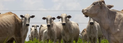 Criadores de gado driblam acordo e incentivam desmatamento