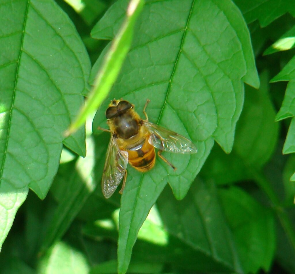 Abelhas são insetos polinizadores essenciais ao ecossistema, mas suas populações estão em queda no mundo (Foto: Pixabay)