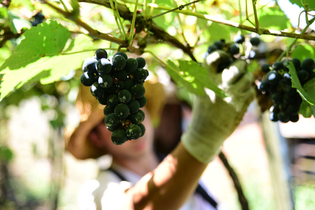 Trabalhadores argentinos colhendo uva em Pinto Bandeira (RS)
