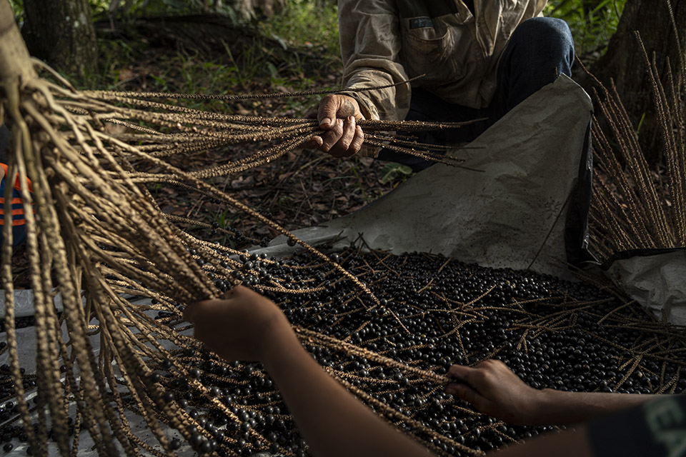 Ribeirinhos tiram seu sustento da roça e do extrativismo de produtos como castanha e açaí. (Foto: Fernando Martinho/Repórter Brasil)