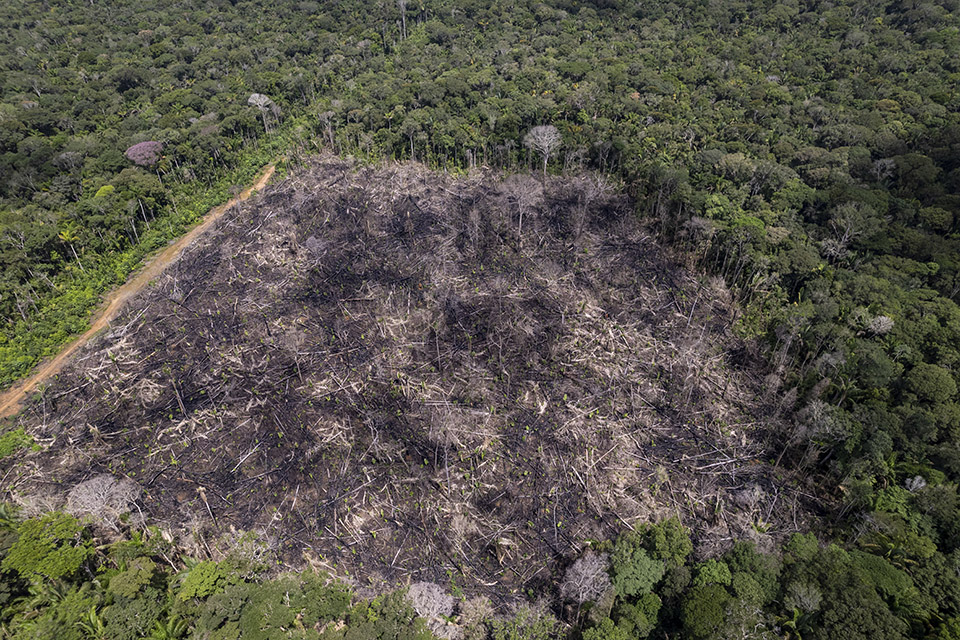 Desmatamento avança sobre áreas de roça e de coleta de açaí a castanha, fundamentais para subsistência das comunidades. (Foto: Fernando Martinho/Repórter Brasil)