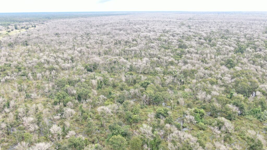 Área no Pantanal atingida por desmatamento químico investigado pela Operação Cordilheira da Delegacia Especializada do Meio Ambiente do estado (Foto: Polícia Civil e Sema-MT)