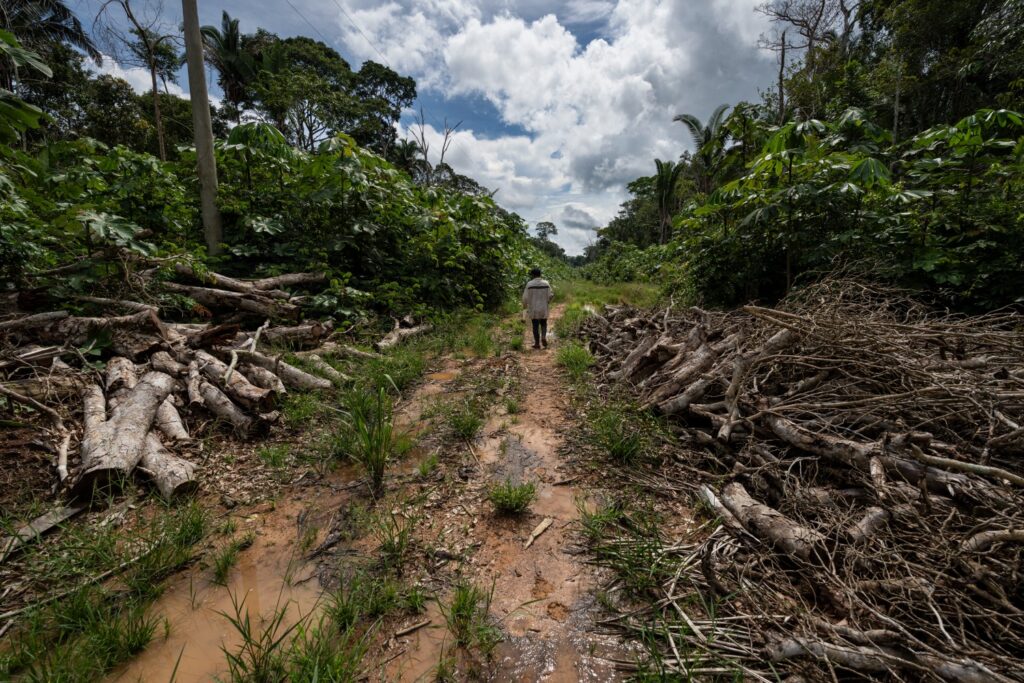 Pecuária e madeira avançam sobre as comunidades ribeirinhas do Rio Madeira, no município de Humaitá, no Amazonas (Foto: Fernando Martinho/Repórter Brasil)