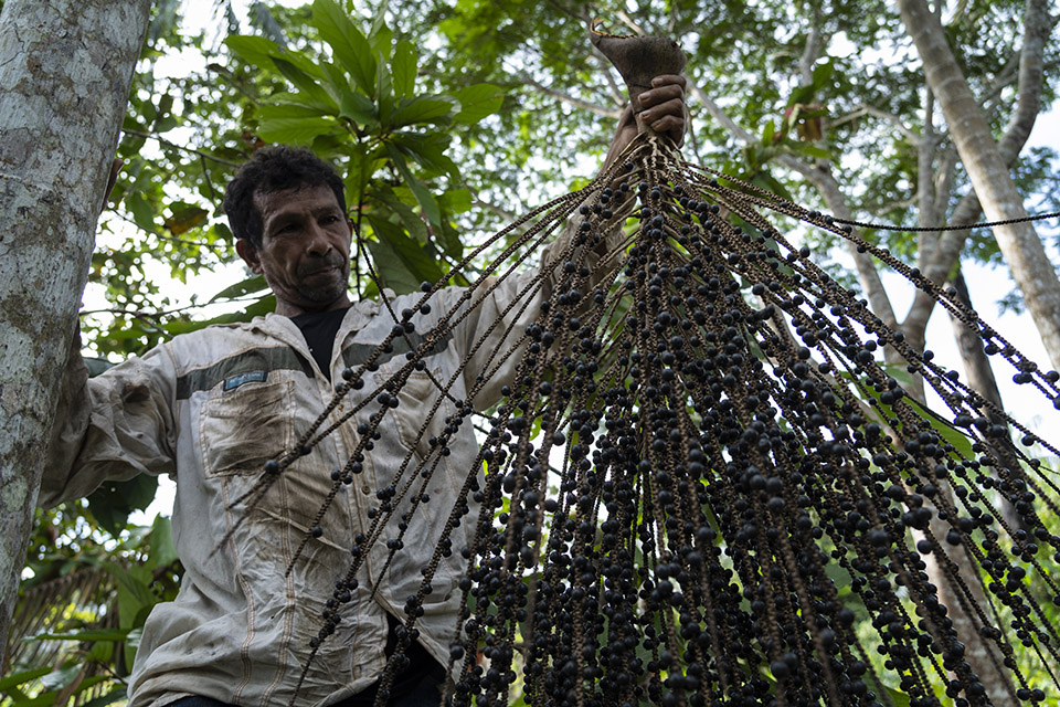 Castanha, açaí, cacau e seringa fazem parte da diversidade cultivada pelos ribeirinhos da comunidade Santa Rita. (Foto: Fernando Martinho/Repórter Brasil)