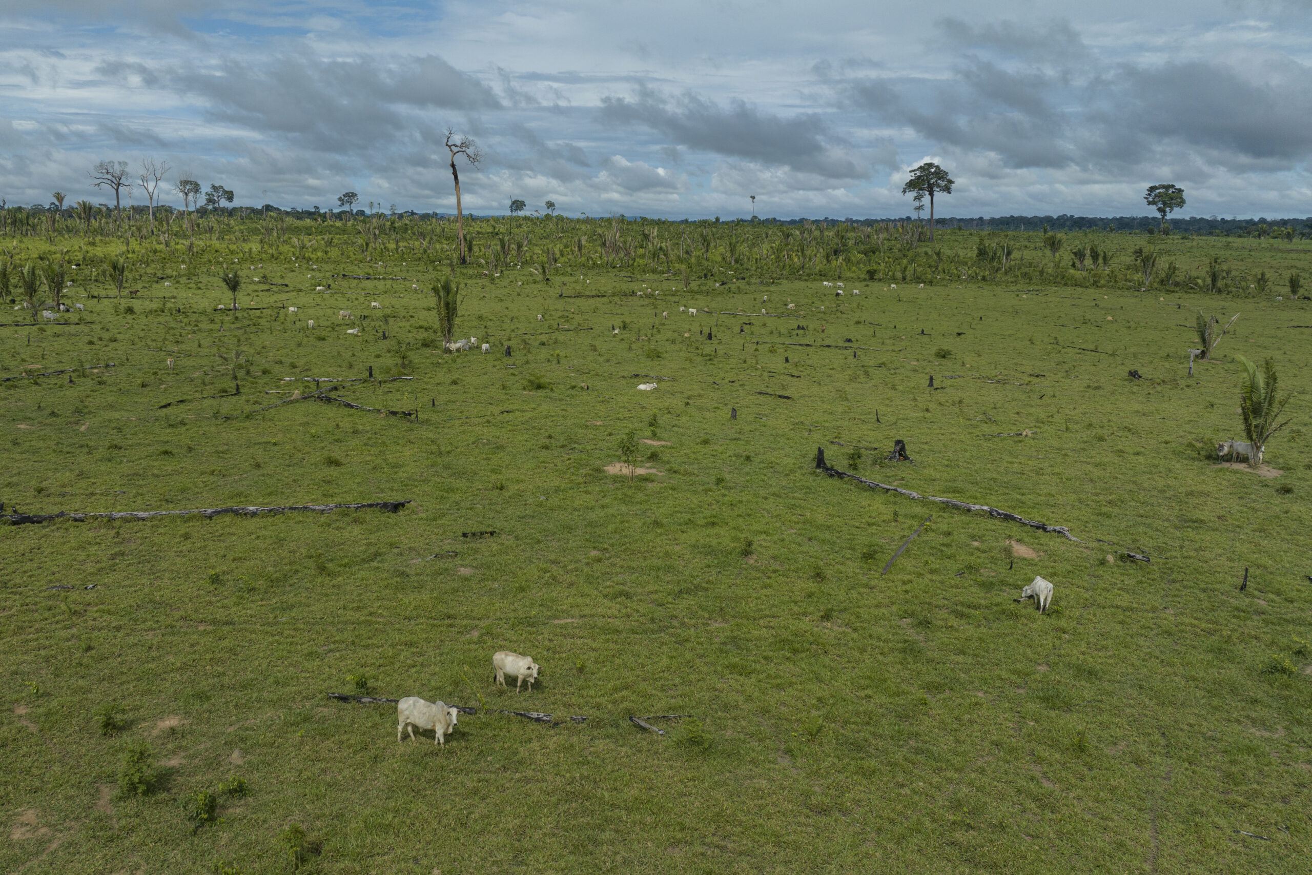 No lugar da floresta em pé, pasto e gado dominam paisagem em parte invadida do Parque Estadual de Guajará Mirim (Foto: Alessandro Falco/Repórter Brasil)