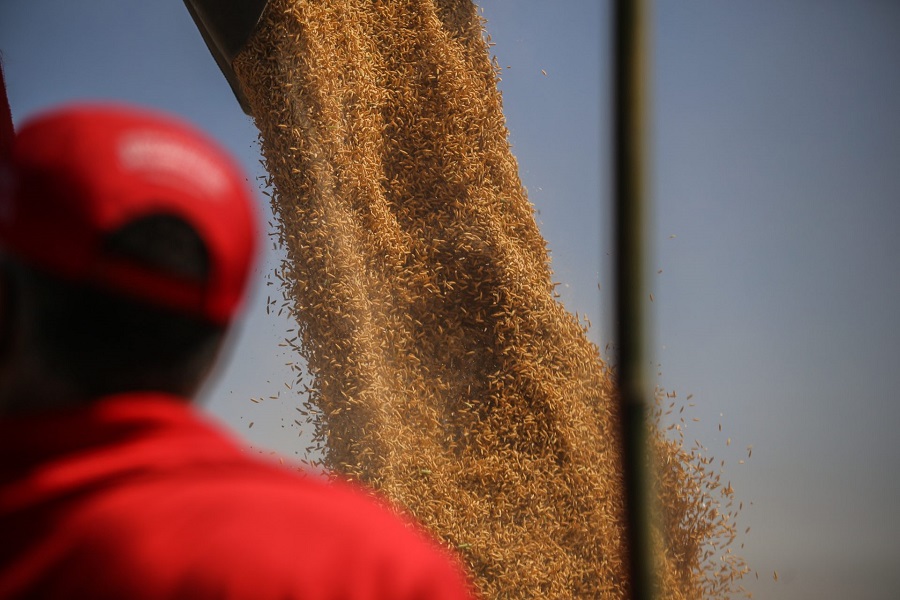 Festa da colheita de arroz agroecológico de 2023. MST é o maior produtor de arroz orgânico da América Latina (Foto: Renan Mattos/MST)
