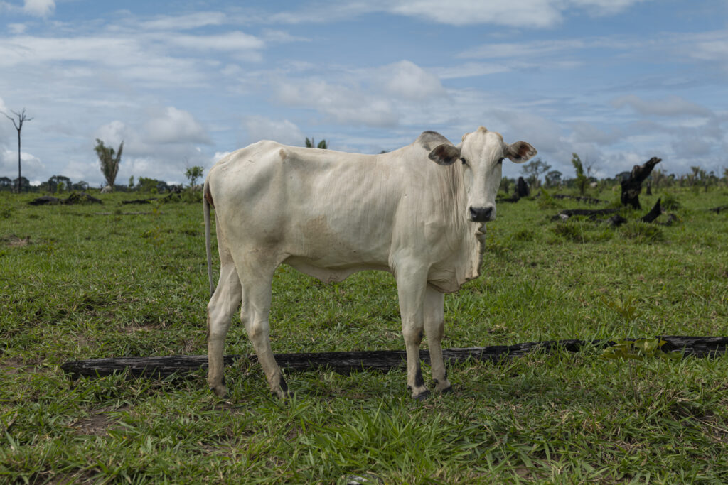 No lugar da floresta em pé, pasto e gado dominam paisagem em parte invadida do Parque Estadual de Guajará Mirim (Foto: Alessandro Falco/Repórter Brasil)