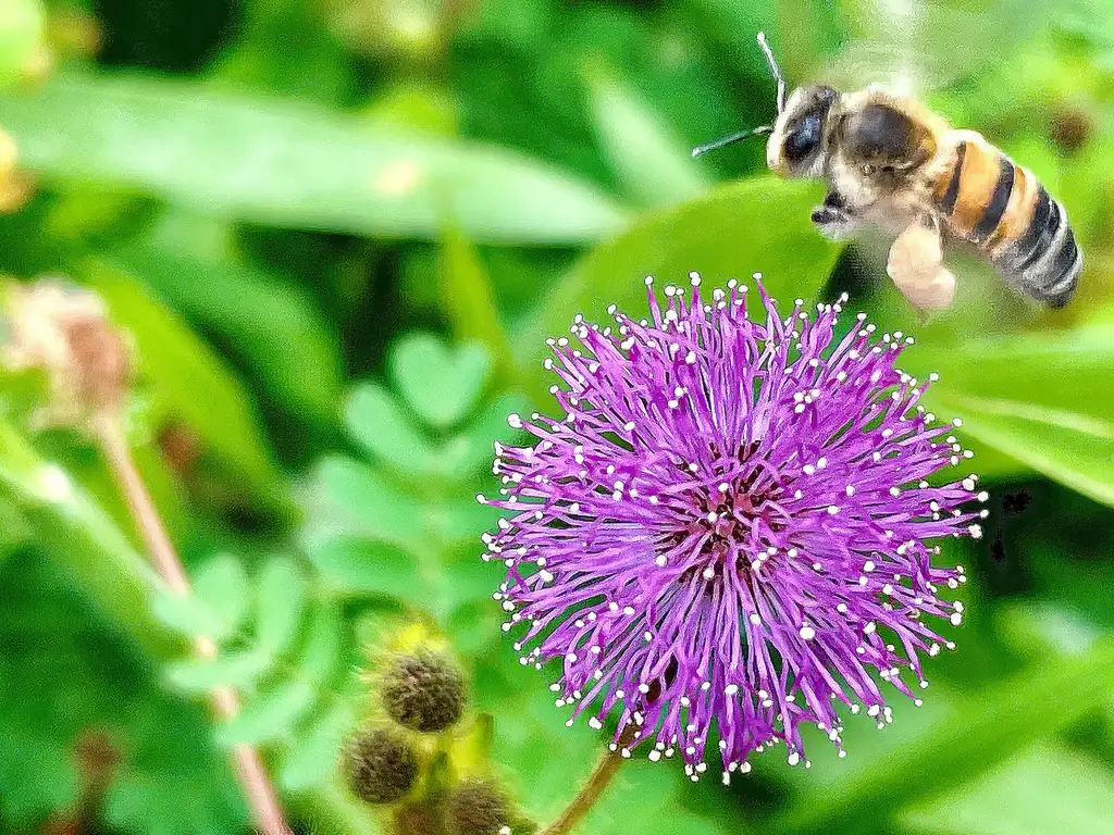 Pesquisa da Embrapa financiada pela Syngenta foi usada para defender agrotóxico letal a abelhas. Campanha publicitária da empresa omitiu detalhes da pesquisa (Foto: Juca Varella/Agência Brasil)