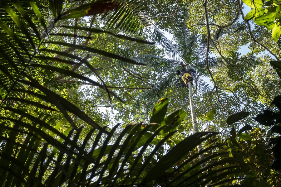 Apanhadores sobem entre 10 e 15 metros para cortar os cachos de açaí (Foto: Fernando Martinho/Repórter Brasil)