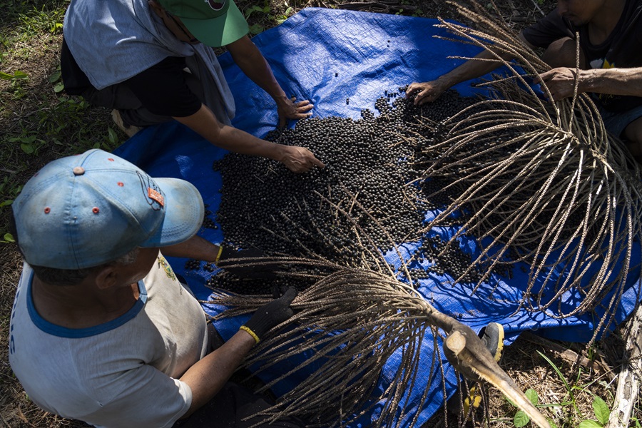 Os produtores Hilário de Oliveira Cesário e Judenir Carvalho de Oliveira debulham os cachos para separar os frutos em Codajás (Foto: Fernando Martinho/Repórter Brasil)