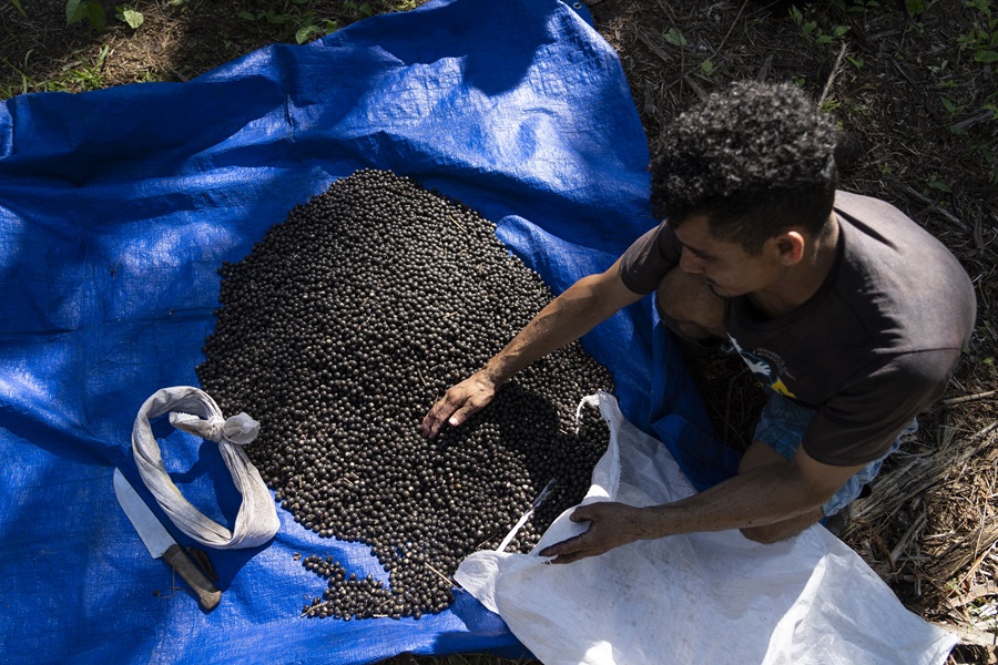 Os produtores Hilário de Oliveira Cesário e Judenir Carvalho de Oliveira debulham os cachos para separar os frutos em Codajás (Foto: Fernando Martinho/Repórter Brasil)