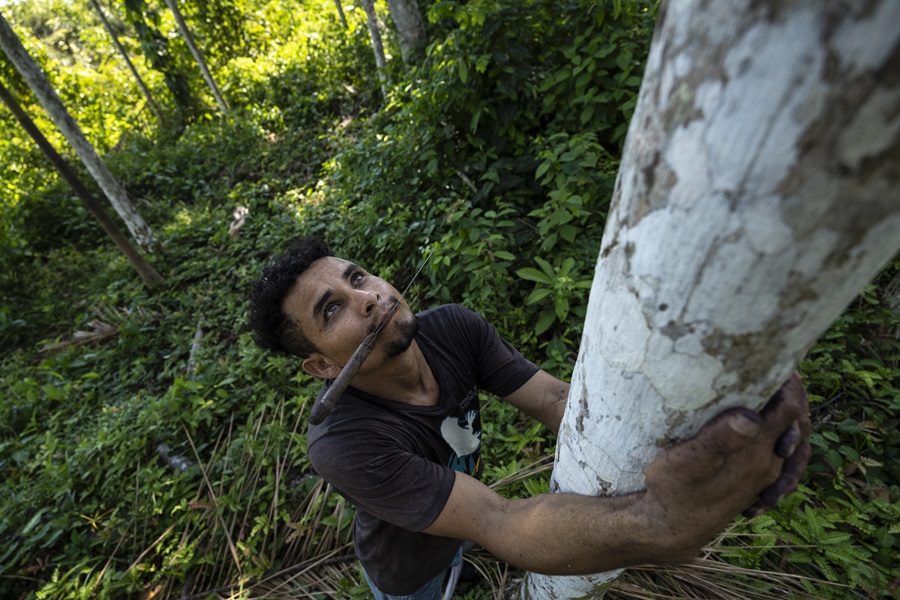 O apanhador se prepara para subir na palmeira de açaí na região de Codajás (Foto: Fernando Martinho/Repórter Brasil)